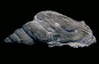 藏品(神螺)的圖片